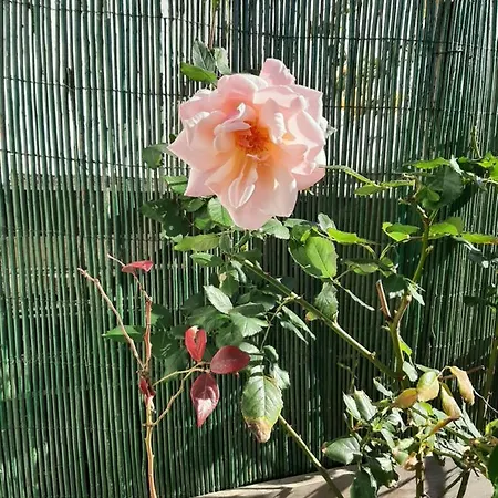 Homestay Salmoura
