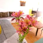 Homestay szállás Salmoura *