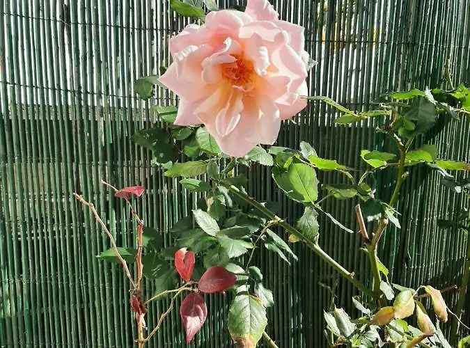 홈스테이 Salmoura